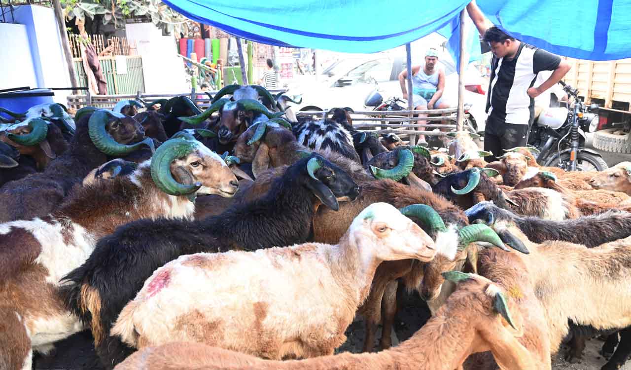 Bakri Eid 2026: Sheep prices rise sharply across Hyderabad markets