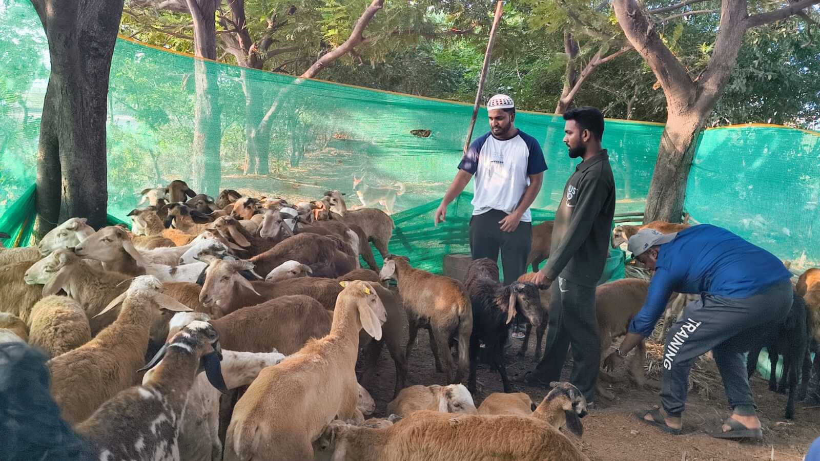 Bakrid scam: Fake payment apps used to dupe livestock sellers in Hyderabad