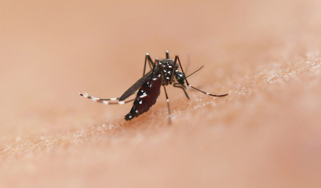 kbn-news-dengue