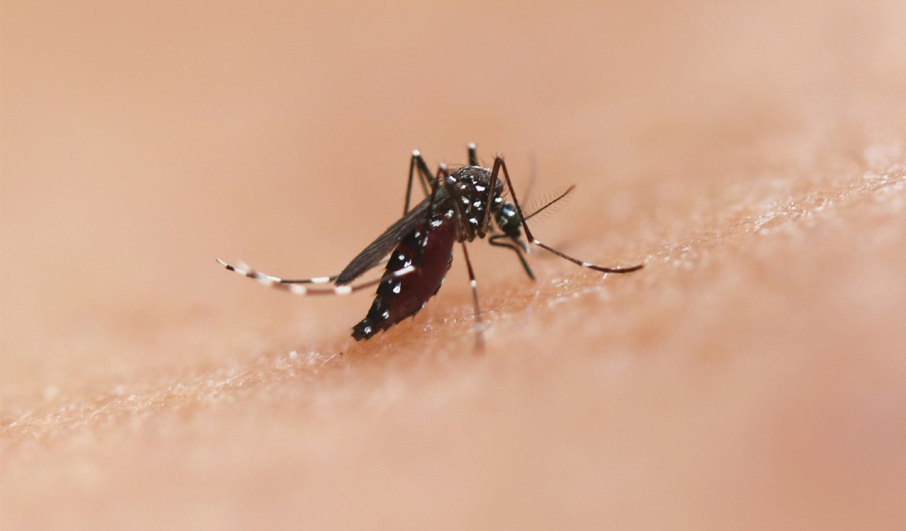 kbn-news-dengue